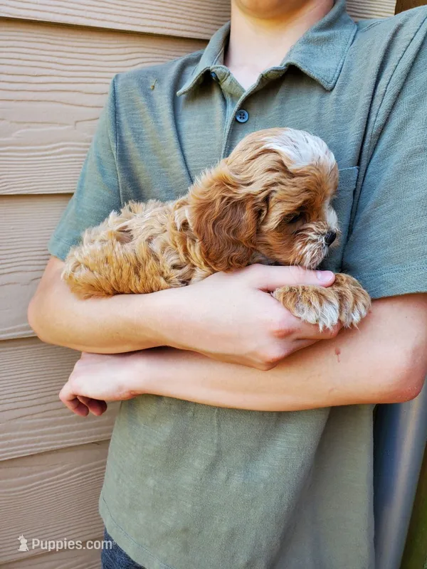 Frosting – Cavapoo puppy for sale in Austin, TX