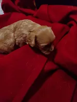 processed/e44eee54-9ae7-4997-a74c-26b0eb319170/listing/a6d494a7-6f1d-4f82-94c1-f31bf0ccfc30/f2365b80-0530-4fd9-a27f-f948106153ff