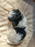 Cookies 'n Cream, a female Cavapoo for sale in Cuero, TX – Photo 5 of 8