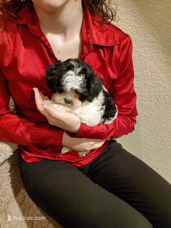 Cookies 'n Cream – Cavapoo puppy for sale in Austin, TX