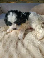Cookies 'n Cream, a female Cavapoo for sale in Cuero, TX – Photo 3 of 8