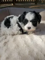 Cookies 'n Cream, a female Cavapoo for sale in Cuero, TX – Photo 4 of 8