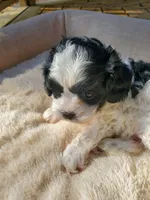 Cookies 'n Cream, a female Cavapoo for sale in Cuero, TX – Photo 6 of 8