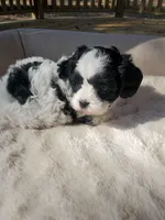 Cookies 'n Cream, a female Cavapoo for sale in Cuero, TX – Photo 2 of 8