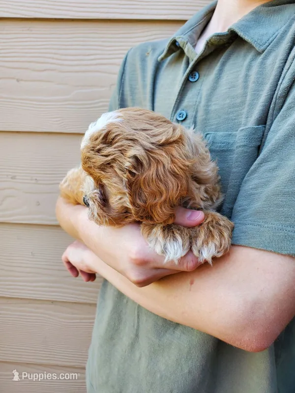 Frosting – Cavapoo puppy for sale in Austin, TX