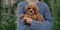 Pipsi (Toy Cavapoo) (Ready To Go To New Home Today), a female Cavapoo for sale in Austin, TX – 8 of 10