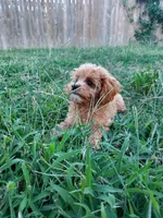 Pipsi (Toy Cavapoo) (Ready To Go To New Home Today), a female Cavapoo for sale in Austin, TX – 2 of 10