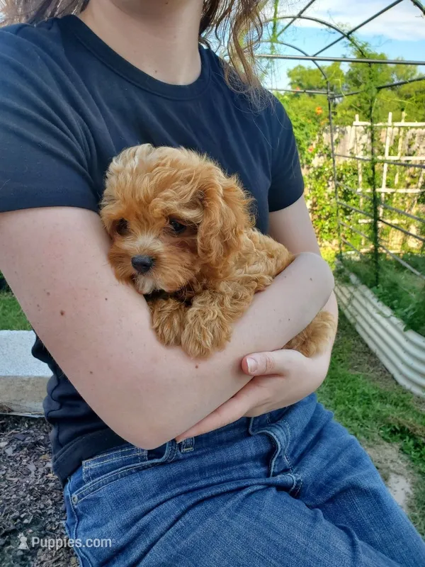 Sprinkles – Cavapoo puppy for sale in Austin, TX