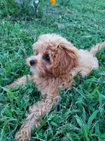 Pipsi (Toy Cavapoo) (Ready To Go To New Home Today), a female Cavapoo for sale in Austin, TX – 5 of 10