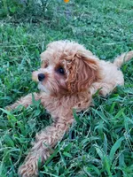 Pipsi (Toy Cavapoo) (Ready To Go To New Home Today), a female Cavapoo for sale in Austin, TX – 3 of 10