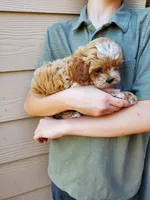 Frosting, a female Cavapoo for sale in Austin, TX – 6 of 8