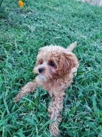 Pipsi (Toy Cavapoo) (Ready To Go To New Home Today), a female Cavapoo for sale in Austin, TX – 4 of 10