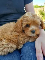 Sprinkles (Toy Cavapoo), a female Cavapoo for sale in Austin, TX – 7 of 9