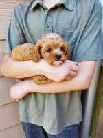 Sprinkles, a female Cavapoo for sale in Austin, TX – 6 of 10