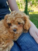 Sprinkles (Toy Cavapoo), a female Cavapoo for sale in Austin, TX – 2 of 9