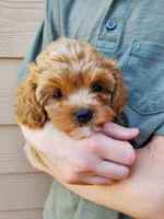 Sprinkles, a female Cavapoo for sale in Austin, TX – 4 of 10
