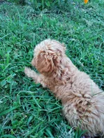 Pipsi (Toy Cavapoo) (Ready To Go To New Home Today), a female Cavapoo for sale in Austin, TX – 6 of 10