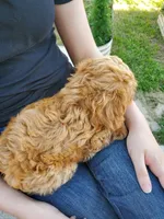 Sprinkles (Toy Cavapoo), a female Cavapoo for sale in Austin, TX – 6 of 9