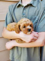 Sprinkles, a female Cavapoo for sale in Austin, TX – 7 of 10