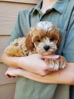 Frosting, a female Cavapoo for sale in Austin, TX – 4 of 8