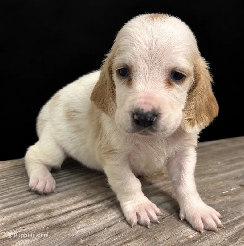 REESE – Basset Hound puppy for sale in Chapman, KS