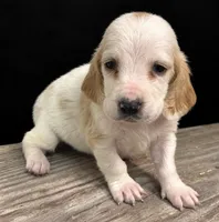 REESE, a female Basset Hound for sale in Chapman, KS – 1 of 3