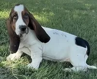 MALIBU, a female Basset Hound for sale in Chapman, KS – 4 of 5