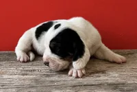 DALLAS, a male Basset Hound for sale in Chapman, KS – 2 of 7
