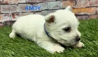 ANDY, a male West Highland White Terrier for sale in Chapman, KS – Photo 3 of 4