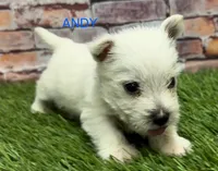 ANDY, a male West Highland White Terrier for sale in Chapman, KS – Photo 1 of 4