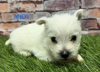 ANDY, a male West Highland White Terrier for sale in Chapman, KS – Photo 2 of 4