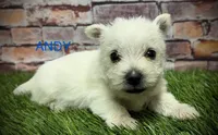ANDY, a male West Highland White Terrier for sale in Chapman, KS – Photo 4 of 4