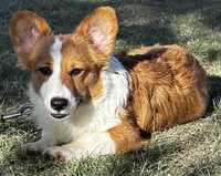 WALLACE FLUFFY, a male Pembroke Welsh Corgi for sale in Chapman, KS – Photo 4 of 6