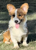 WALLACE FLUFFY, a male Pembroke Welsh Corgi for sale in Chapman, KS – Photo 1 of 6