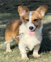 WALLACE FLUFFY, a male Pembroke Welsh Corgi for sale in Chapman, KS – Photo 3 of 6