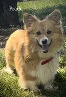 WALLACE FLUFFY, a male Pembroke Welsh Corgi for sale in Chapman, KS – Photo 5 of 6