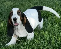 SUMMER, a female Basset Hound for sale in Chapman, KS – 5 of 6