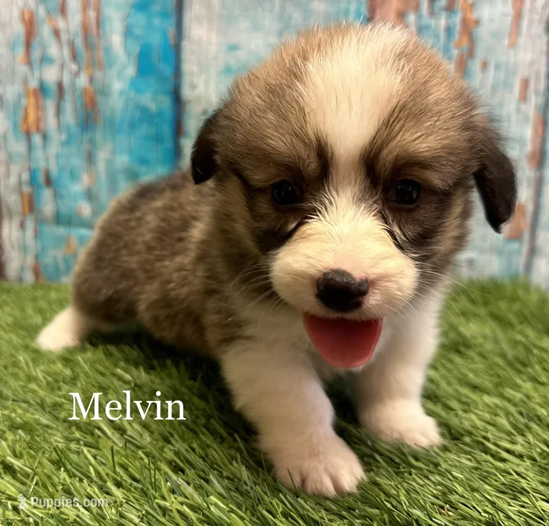 MELVIN FLUFFY, a male Pembroke Welsh Corgi for sale in Chapman, KS – Photo 1 of 4