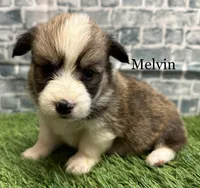 MELVIN FLUFFY, a male Pembroke Welsh Corgi for sale in Chapman, KS – Photo 2 of 4