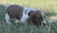 BLUE MAHOGANY Chester, a male Basset Hound for sale in Chapman, KS – Photo 9 of 9
