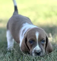 BLUE MAHOGANY Chester, a male Basset Hound for sale in Chapman, KS – Photo 3 of 9
