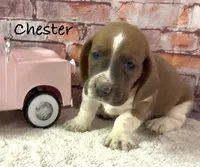 BLUE MAHOGANY Chester, a male Basset Hound for sale in Chapman, KS – Photo 5 of 9