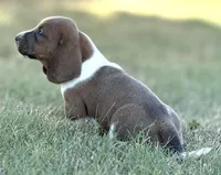 BLUE MAHOGANY Chester, a male Basset Hound for sale in Chapman, KS – Photo 8 of 9