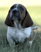 BLUE MAHOGANY Chester, a male Basset Hound for sale in Chapman, KS – Photo 1 of 9