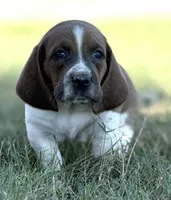 BLUE MAHOGANY Chester, a male Basset Hound for sale in Chapman, KS – Photo 2 of 9