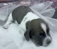 BLUE MAHOGANY Chester, a male Basset Hound for sale in Chapman, KS – Photo 6 of 9