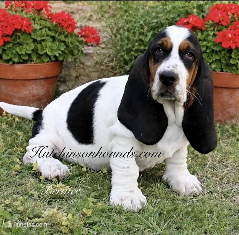 BERNICE  – Basset Hound puppy for sale in Chapman, KS
