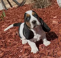 BERNICE , a female Basset Hound for sale in Chapman, KS – Photo 6 of 8