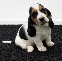 BERNICE , a female Basset Hound for sale in Chapman, KS – Photo 5 of 8