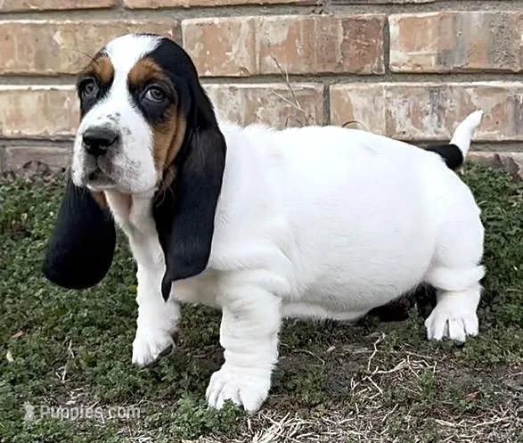 BERNICE  – Basset Hound puppy for sale in Chapman, KS